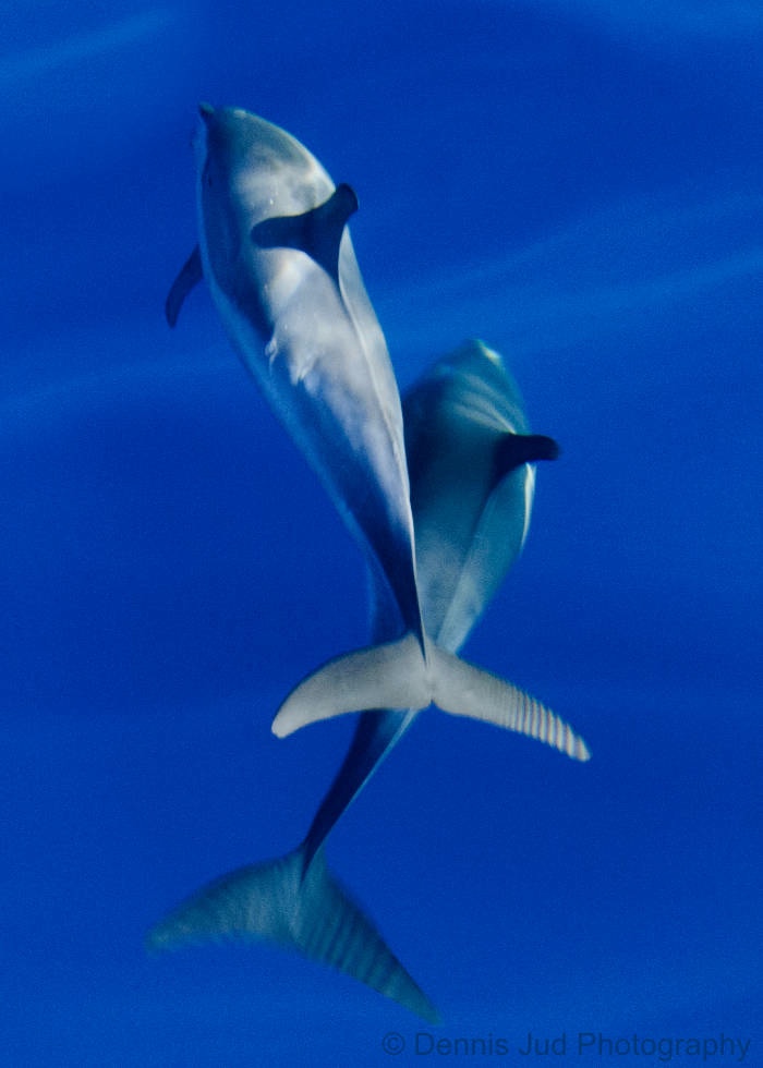 Dolphins-2