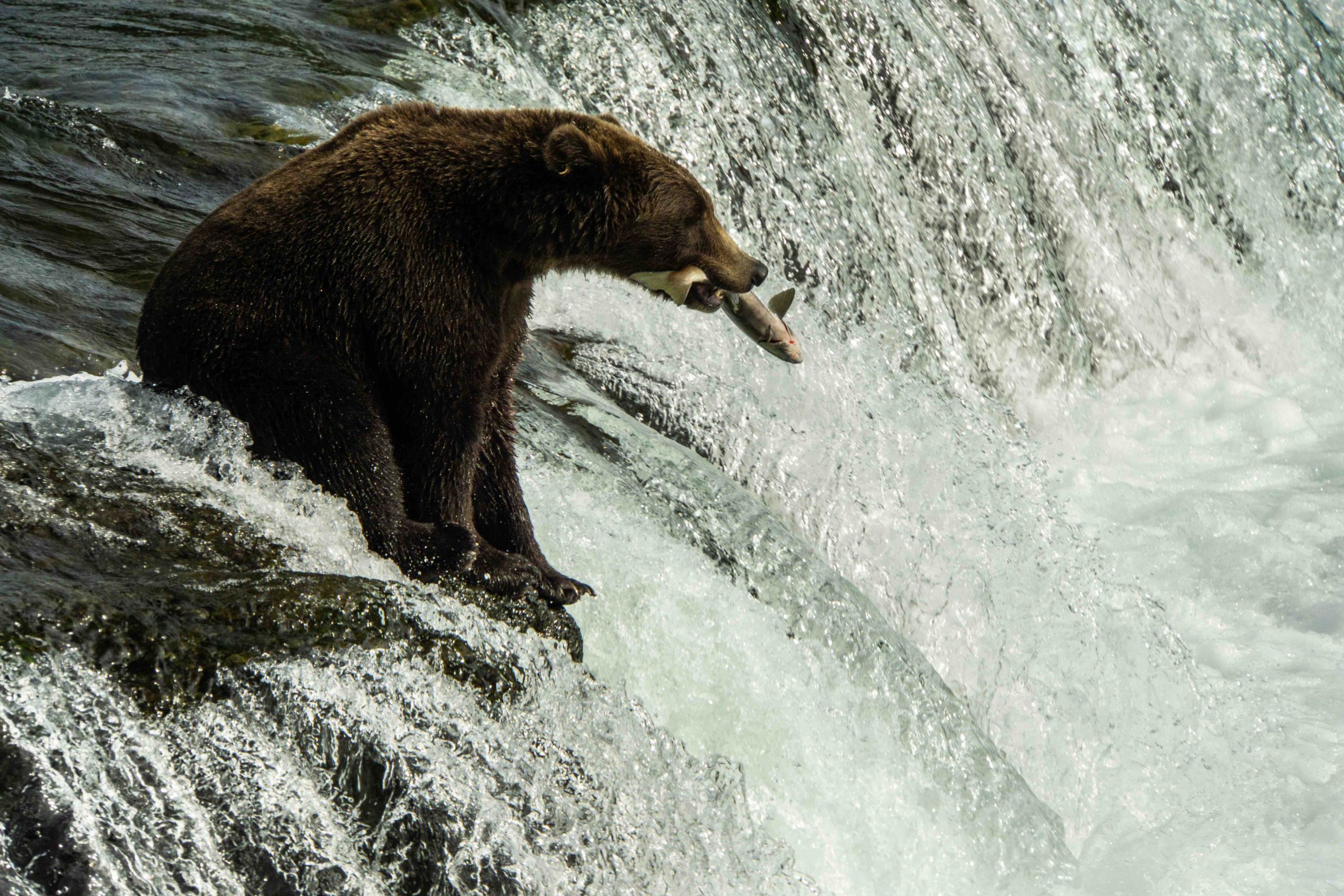 Brown Bear Catches a Salmon at Brooks Falls